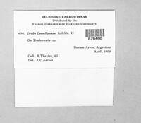 Uromyces spegazzinii image